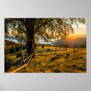 Misty Dawn in a Forest Poster