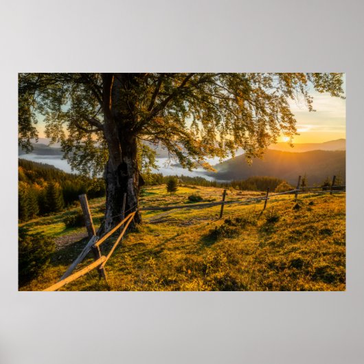 Misty Dawn in a Forest Poster (Vorne)