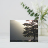 Misty Fir Tree at Shasta Dam Postcard Postkarte (Stehend Vorderseite)