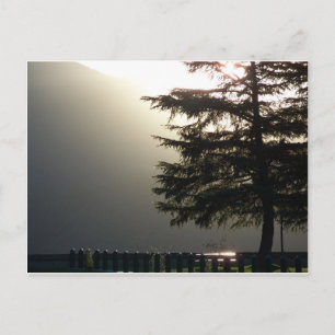 Misty Fir Tree at Shasta Dam Postcard Postkarte