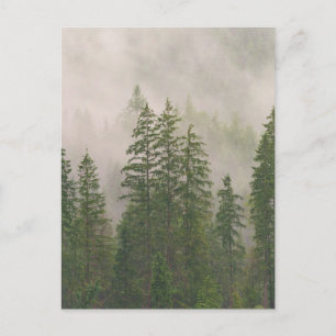 Misty Foggy Forest Trees Postkarte