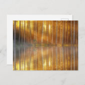 Misty Forest Scene Postkarte (Vorne/Hinten)