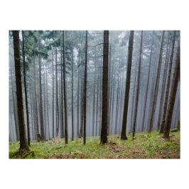 Misty Herbst Forest Relaxation Poster
