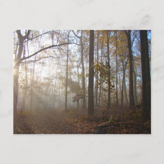 Misty Herbstvormittag im Wald #2 Postkarte (Vorderseite)