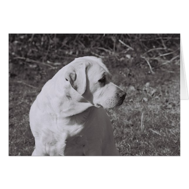 Misty II (Vorderseite (Horizontal))