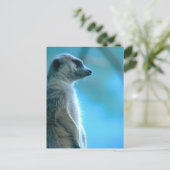 Misty Meerkat Postkarte (Stehend Vorderseite)