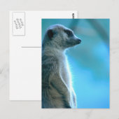 Misty Meerkat Postkarte (Vorne/Hinten)