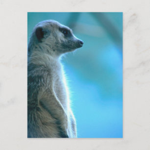 Misty Meerkat Postkarte