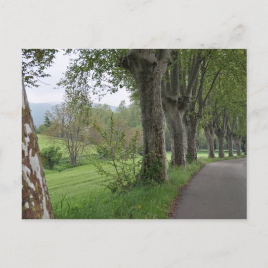 Misty Morgens in der Provence Postkarte (Vorderseite)