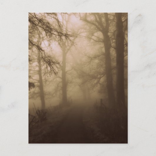 Misty Morning Walk in the Woods - Foto Postkarte (Vorderseite)
