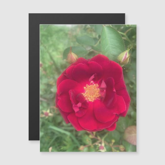 Misty Rose Magnet (Vorne/Hinten)