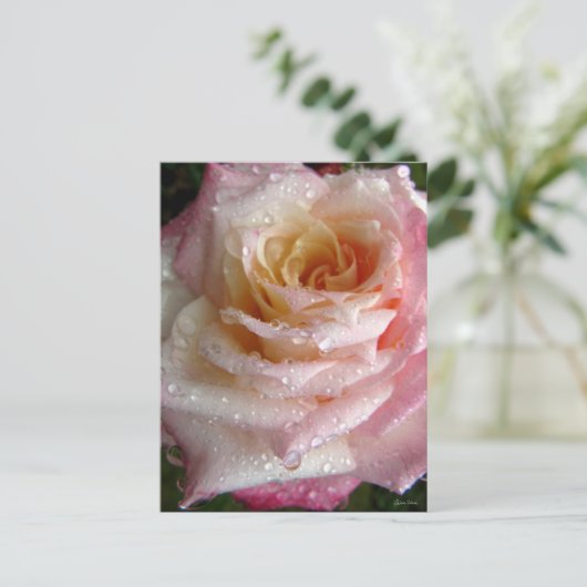 Misty Rose Postkarte (Stehend Vorderseite)