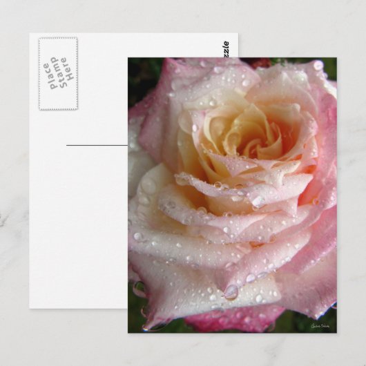 Misty Rose Postkarte (Vorne/Hinten)