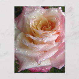 Misty Rose Postkarte