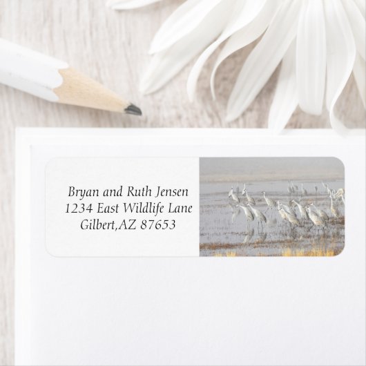 Misty Sandhill Cranes (Insitu)