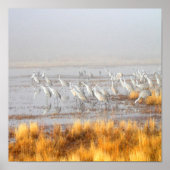 Misty Sandhill Cranes Poster (Vorne)