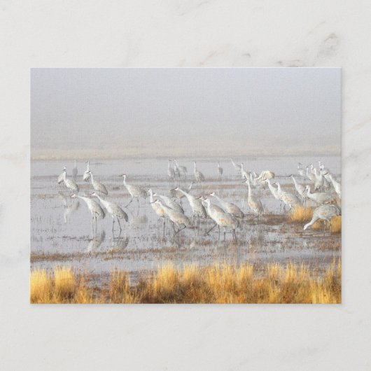 Misty Sandhill Cranes Postkarte (Vorderseite)