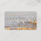 Misty Sandhill Cranes Visitenkarte (Rückseite)