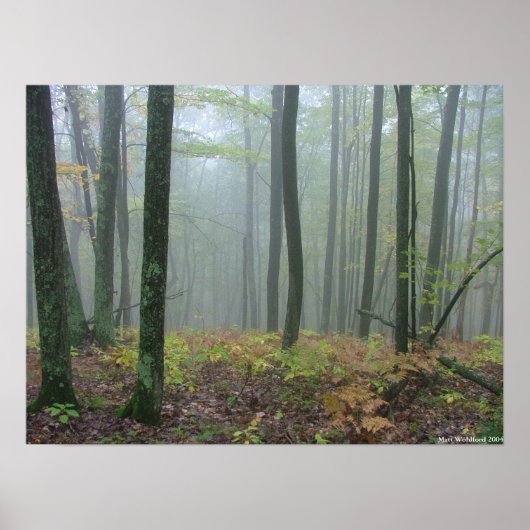 Misty woods poster (Vorne)