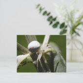 Misumena vatia postkarte (Stehend Vorderseite)