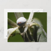 Misumena vatia postkarte (Vorne/Hinten)