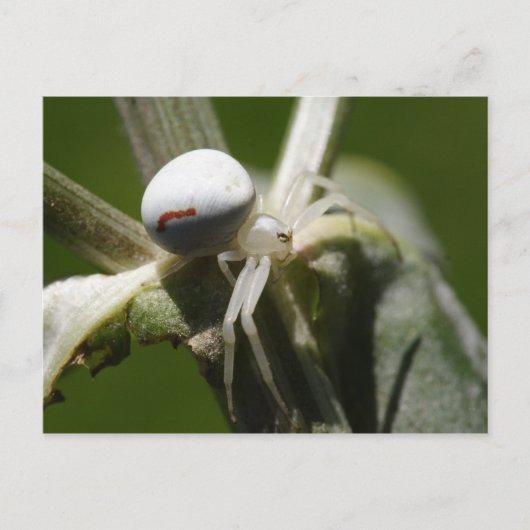 Misumena vatia postkarte (Vorderseite)