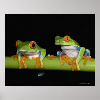 Mit Augen Baumfrösche (Agalychnis callidryas) Poster