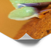 Mit Augen Frosch Poster (Ecke)