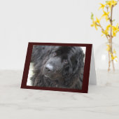 mit Augen Hugo Karte (Gelbe Blume)