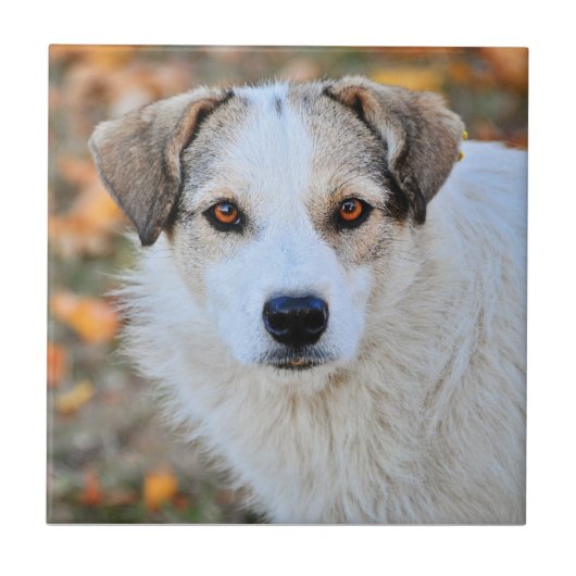 Mit Augen Hund Browns Fliese (Vorderseite)