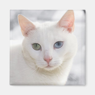 mit Augen Katze nah Magnet