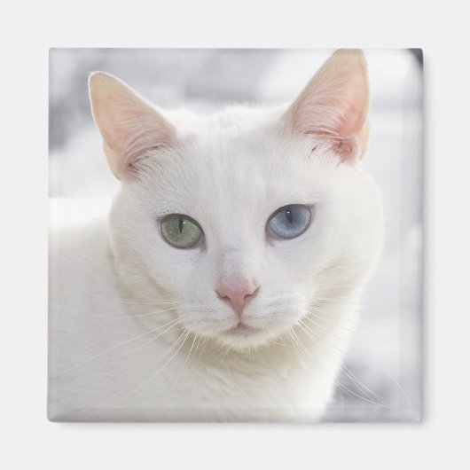 mit Augen Katze nah Magnet (Vorne)