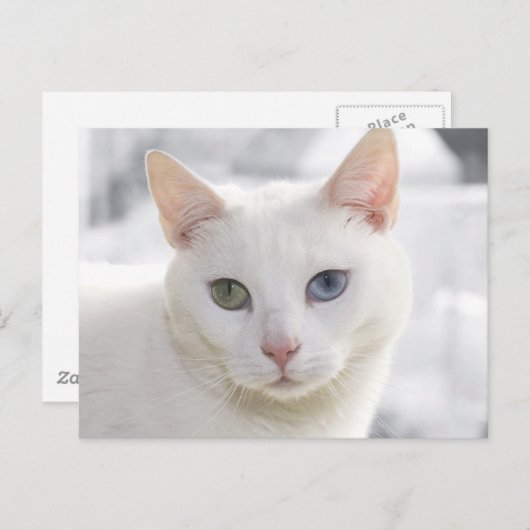 mit Augen Katze nah Postkarte (Vorne/Hinten)
