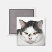 Mit Augen Katze überfliegen Magnet (Vorderseite/Rückseite)