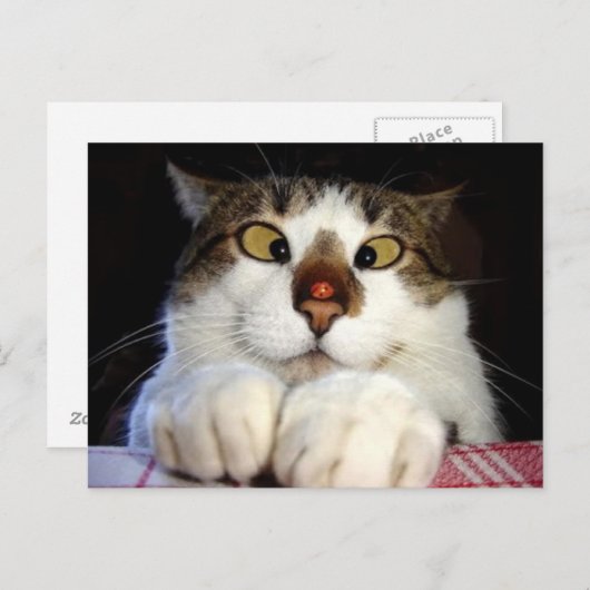 Mit Augen Kreuzung und Ladybird Postkarte (Vorne/Hinten)