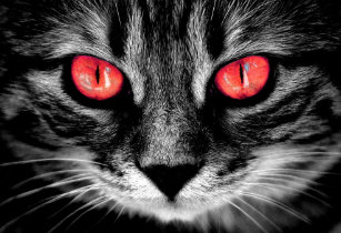 Katze Roten Augen Kunst Poster Zazzle De