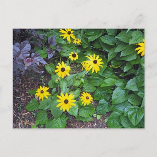 Mit Augen Susan-Foto Postkarte (Vorderseite)