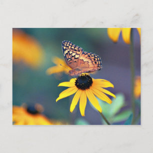 mit Augen Sushan mit Schmetterling 2 Postkarte