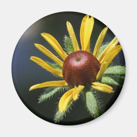 mit Augen Suspensionmagnet Magnet (Vorne)