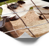 mit Augen Ziege Poster (Ecke)