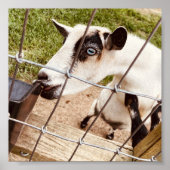 mit Augen Ziege Poster (Vorne)