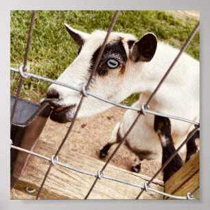 mit Augen Ziege Poster