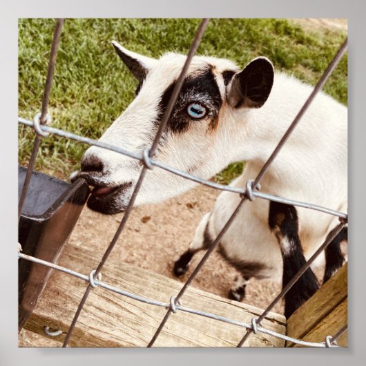 mit Augen Ziege Poster (Vorne)