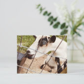 mit Augen Ziege Postkarte (Stehend Vorderseite)