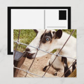 mit Augen Ziege Postkarte (Vorne/Hinten)