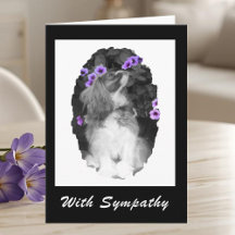 Mit Beileid Cavalier King Charles Card