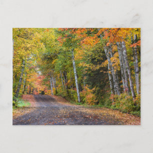 Mit Blättern übersäter Kiesweg mit Herbstfarben Postkarte