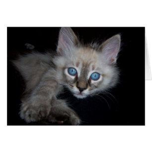 Mit blauen Augen Baby