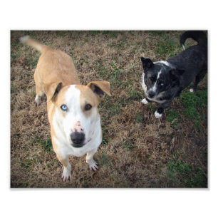 mit blauen Augen+braun-mit Augen Fotodruck