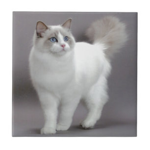 Mit blauen Augen Ragdoll Katze Purfection Fliese